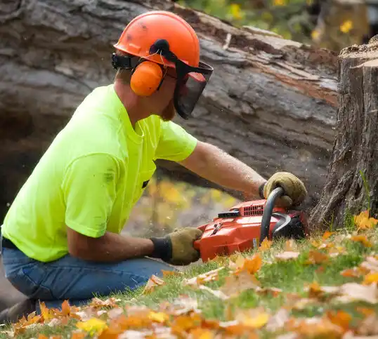 tree services Sault Ste. Marie